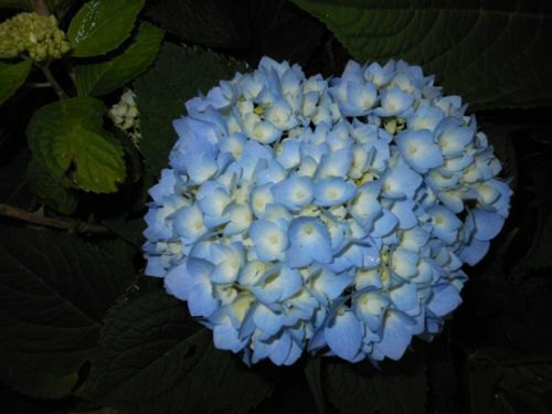 Nikko Blue Hydrangea, 6-10