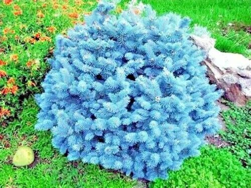 COLORADO BLUE SPRUCE TREE SEEDS (Picea pungens) "Glauca" Cold Hardy Bonsai Plant