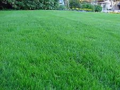 10 Lbs BOREAL CREEPING RED FESCUE GRASS SEED Shade Tolerant Fine Textured Grass