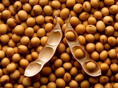Soybeans (5 Lbs) Gluten Free, Great for Salad Sprouts Grown in Iowa, Vegetarian 