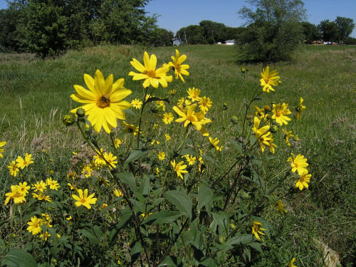 Sunchoke Tubers - Variety Wild PJ's - Helianthus tuberosa - Sunroot