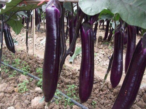 Aubergine Lila Samen Auberginensamen