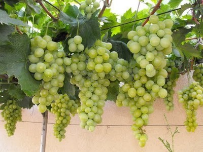 1c Seedless Grape Plant - 2 Year Organic Grown - Great Time to Plant