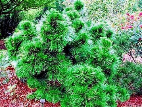 10 JAPANESE BLACK PINE TREE SEEDS (Pinus thunbergii) "Easy & Famous for Bonsai"
