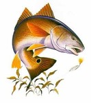 redfishfabrizio
