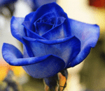 rose_bleue