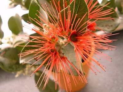 Australischer Weihnachtsbaum Zimmerpflanze gegen Mücken