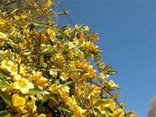 BIGNONIA "YELLOW" CROSSVINE*Rooted Starter Plant*USA SELLER*ATTRACTS BUTTERFLIES