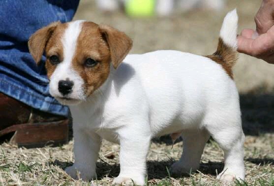 Jack Russell wanted | Dogs & Puppies | Gumtree Australia ...