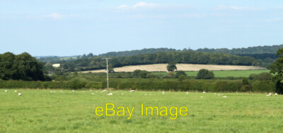 Photo 6x4 2010 : More sheep near East Forest Farm Gare Hill A recently mo c2010