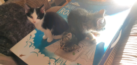 Ninja Kittens Google Cute Cats Cute Animals Kittens Cutest