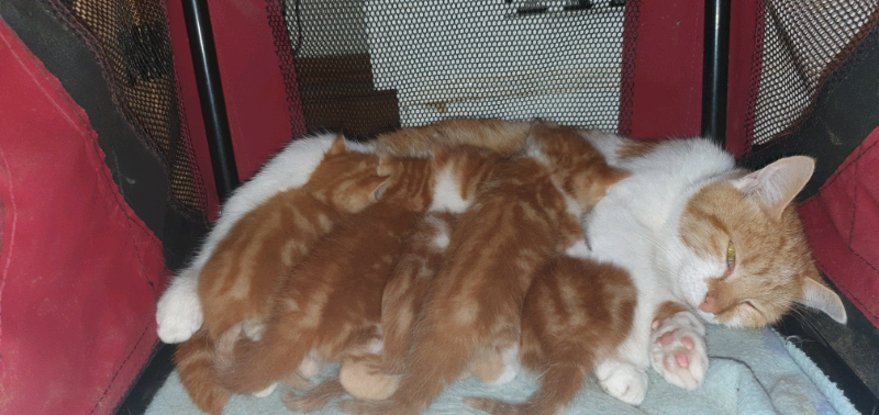 Kittens In Bridport Dorset Gumtree