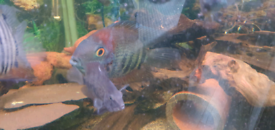 Red shoulder severums x2 £50 Also 6 inch rusty plec £25 