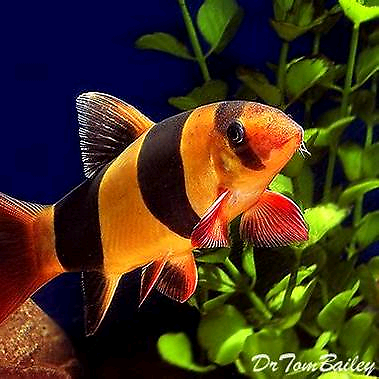 5 tropical fish | in Sutton-in-Ashfield, Nottinghamshire ...