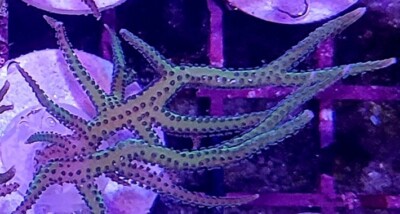 Live Green Birds Nest Coral Frags Fast Growing and Easy to Care fo Free Ship!