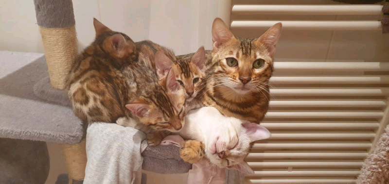 Ginger Kitten In Scotland Cats Kittens For Sale Gumtree