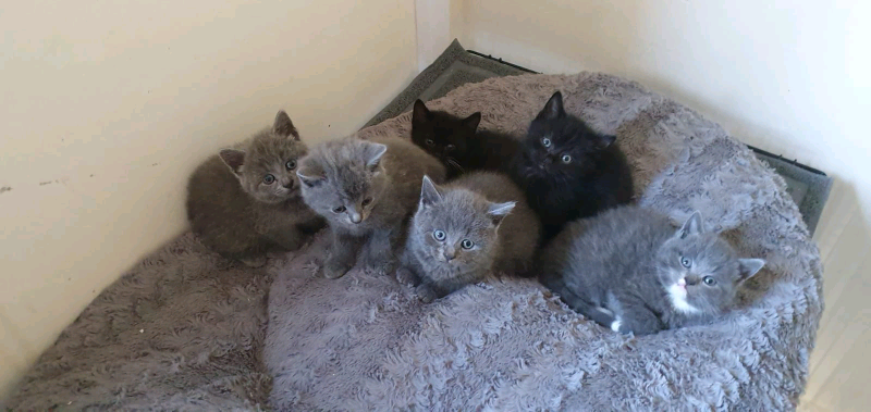 British Shorthair Kittens Grey Black And White Grey And White In