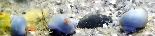 5 blue Color Mystery Snails (Pomacea Diffusa) Plant Safe