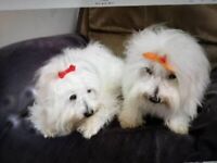 2 x Coton De Tulear Girls, Mother and Daughter