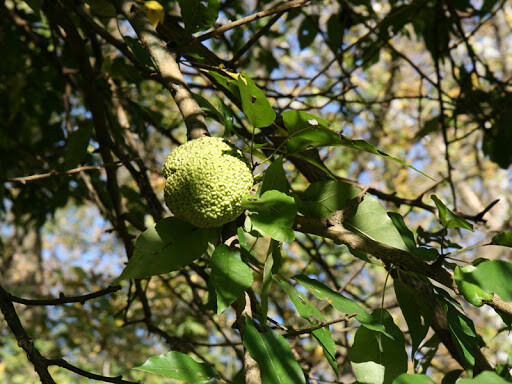 Maclura Pomifera Pretty Woman Pot 2 Litres Arbre Ã  Tout Faire Des Osages