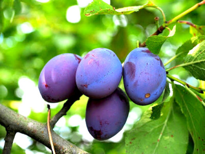 5 Damson Blue Plum Fruit Tree Unrooted Organic Cuttings for Propagation Prunus