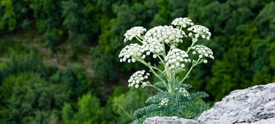 100% Natural Bulgarian Wild YARROW HERB dried by TheMostPrecious  - 50g (1.8oz)