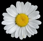 happy.daisy-01