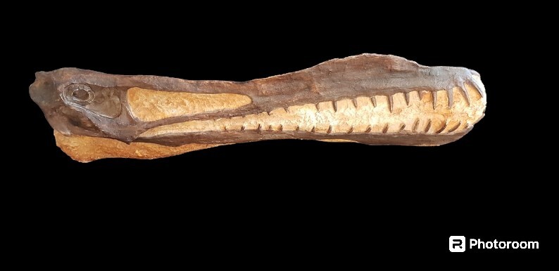 Anhanguera Blittersdorffi (Pterosaur) Skull Fossil...