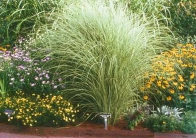 4 Gräser (Pflanzen) für 