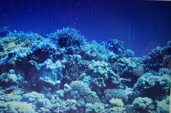 Aquarium background Coral Reef  Reversible,  free shipping