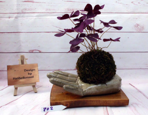 BONSAI Steinweichsel 'Prunus mahaleb' Winterhart, Blhend & Fruchttragend |  eBay.de