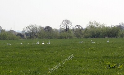 Photo 6x4 Swans on Lower Ham Holdfast/SO8537 On the flood plain by the R c2010