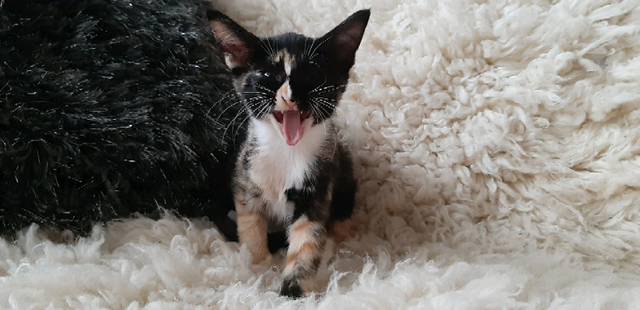 Oriental Kittens In Sandwell West Midlands Gumtree