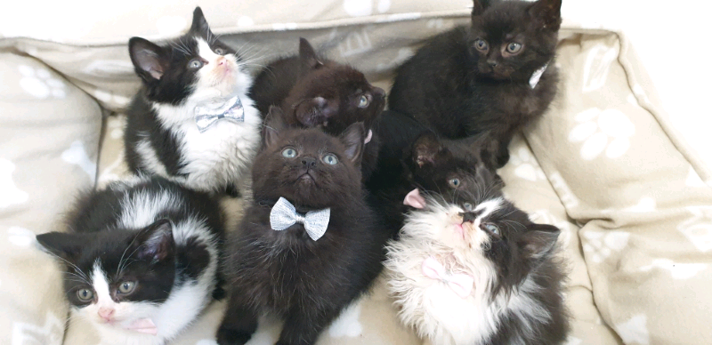 X British Shorthair Kittens Black White Long Hair Females Males Fluffy