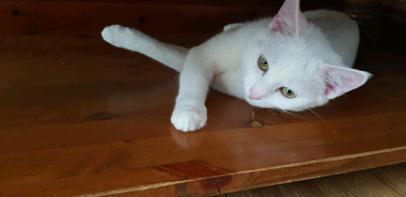 Khao Manee Pure White kitten, Green eyes | in Bordesley Green, West
