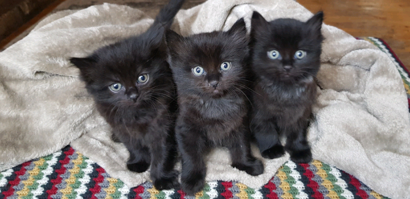 2 Black Ragdoll Kittens for Sale: De-Fleaed & Wormed / Litter trained