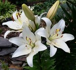 growgr.55 98.9% Positive feedback