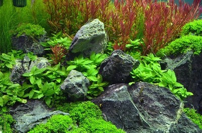 BUY 2 GET 1 FREE Staurogyne S Repens Portion Live Aquarium Plants
