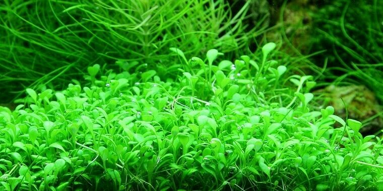 10x10 Glossostigma elatinoides Mat Live Aquarium Plants Aquatic planted tank