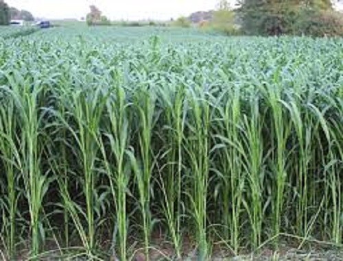 5 LBS WGF SORGHUM Food Plot Seed Forage For Deer Turkeys Doves Quail 30