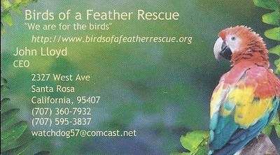 Birds of a Feather Rescue