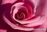 rosepinky45