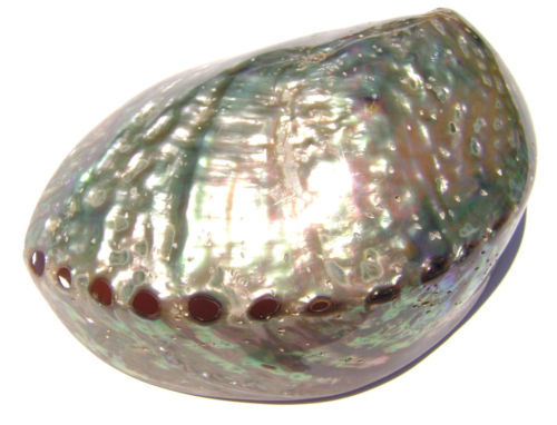 NAGAE + 　Abalone shell　ゴールドプレート Vintage Japanese Lacquered Lacquerware Plate with Abalone