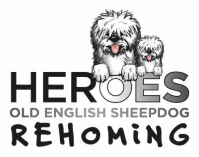 Heroes Old English Sheepdog Rehoming