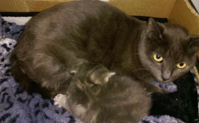 Stunning Female Kitten In Holyrood Edinburgh Gumtree