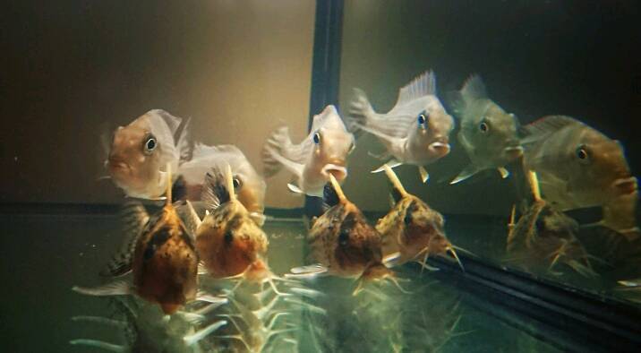 Wild Caught Geophagus Altifrons Corydoras Robustus 