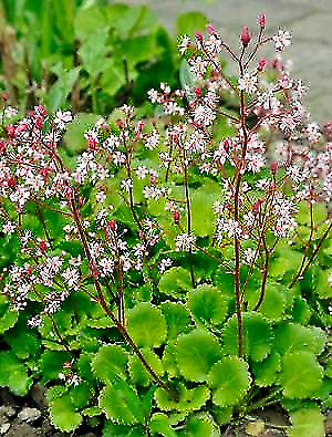 saxifraga pride london urbium plant plants flowers pink