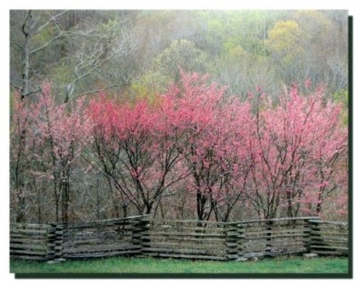 Redbud Tree Grove in Bloom Natchez Trace Parkway Landscape Art Print (16x20)