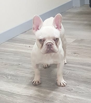 Outstanding Lilac Platinum French Bulldog Male | in Newry, County Down | Gumtree