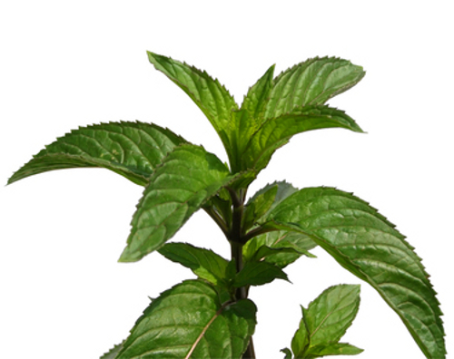 Tee aus eigener Ernte, 1250 Samen Echte Pfefferminze (Mentha piperita), Heilpfl.